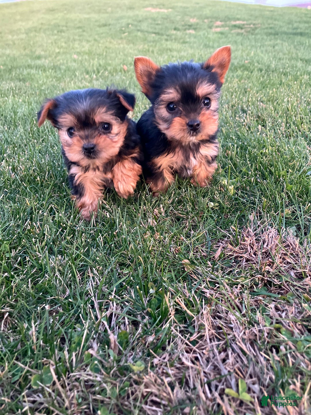 Yorkshire Terrier dogs for sale: Jingle - Ad 11