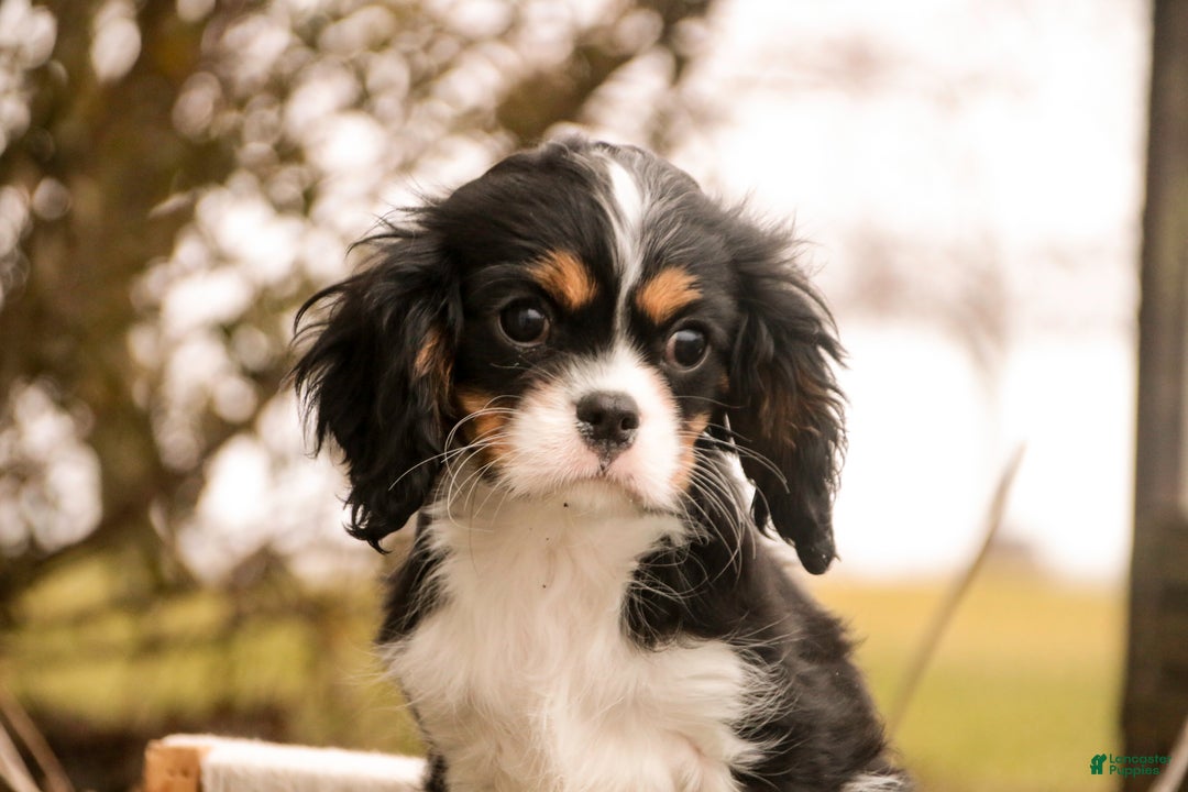 Cavalier King Charles Spaniel dogs for sale: Charlie - Ad 7