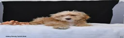 Cavapoo dogs for sale: Zeke - Ad 2