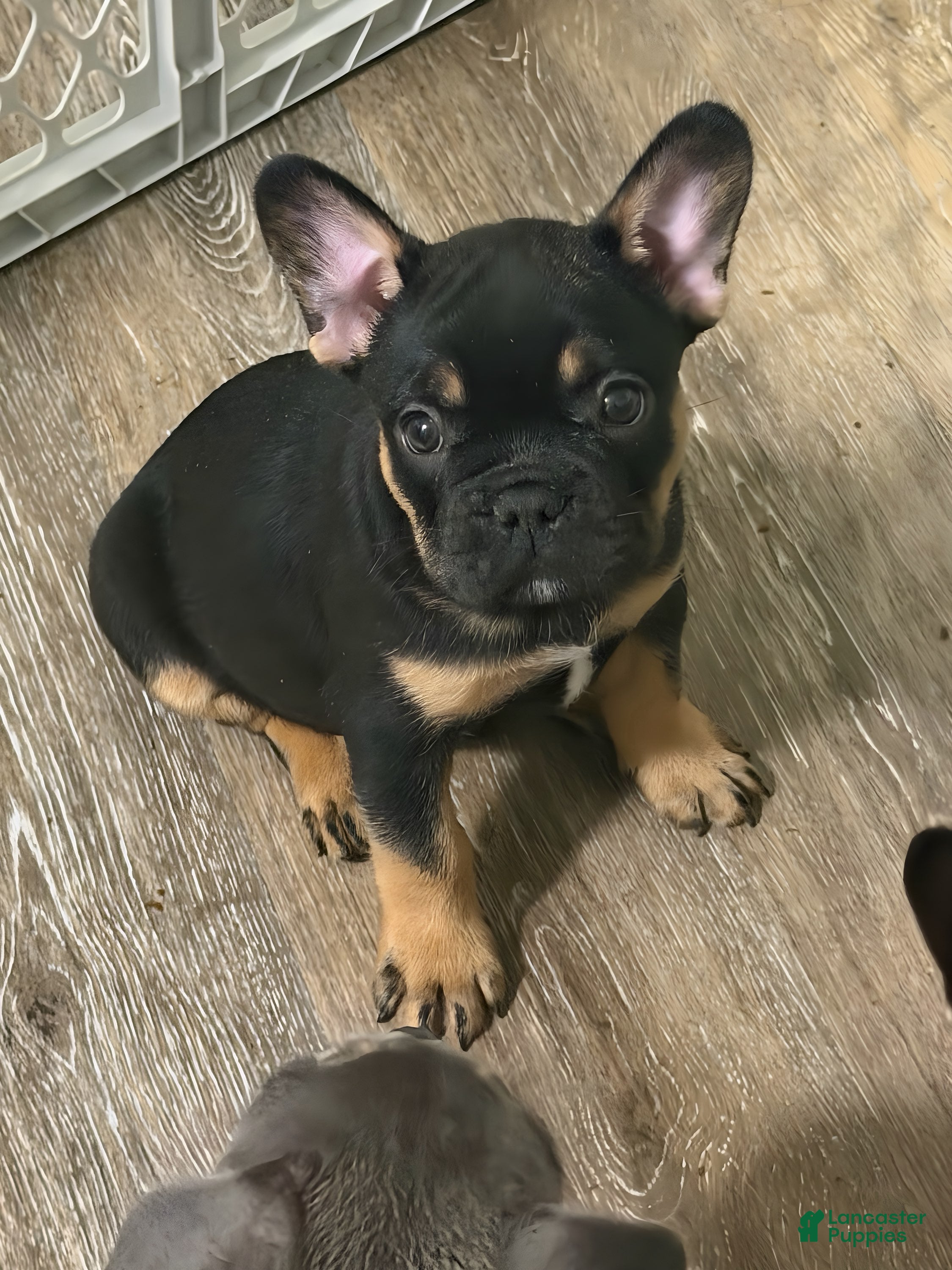 French Bulldog dogs Rocko - Ad 1