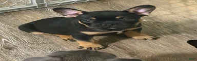 Rocko
