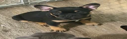 French Bulldog dogs for sale: Rocko - Ad 1