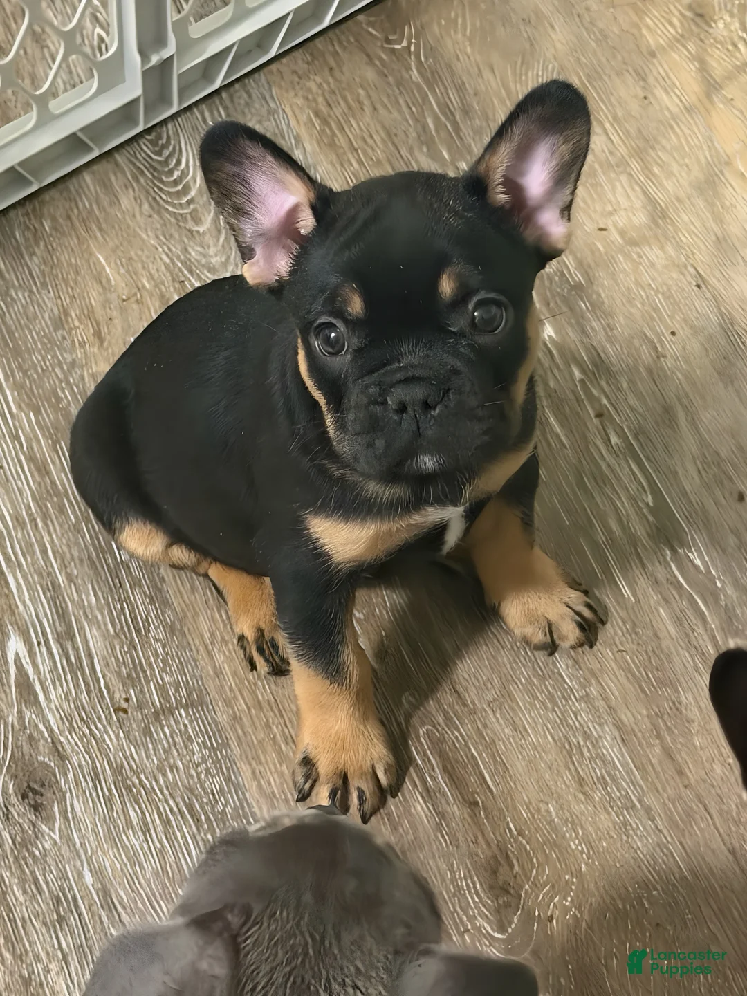 French Bulldog dogs for sale: Rocko - Ad 1