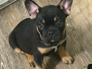 French Bulldog dogs for sale: Rocko - Ad 2