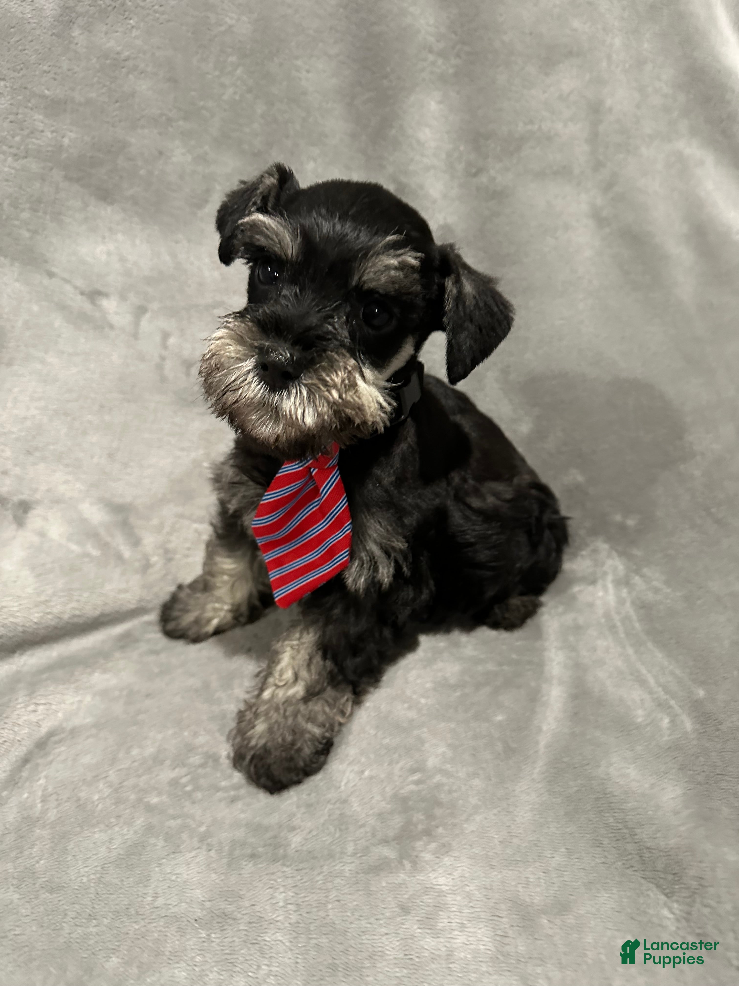 Miniature Schnauzer dogs Winnie  - Ad 1