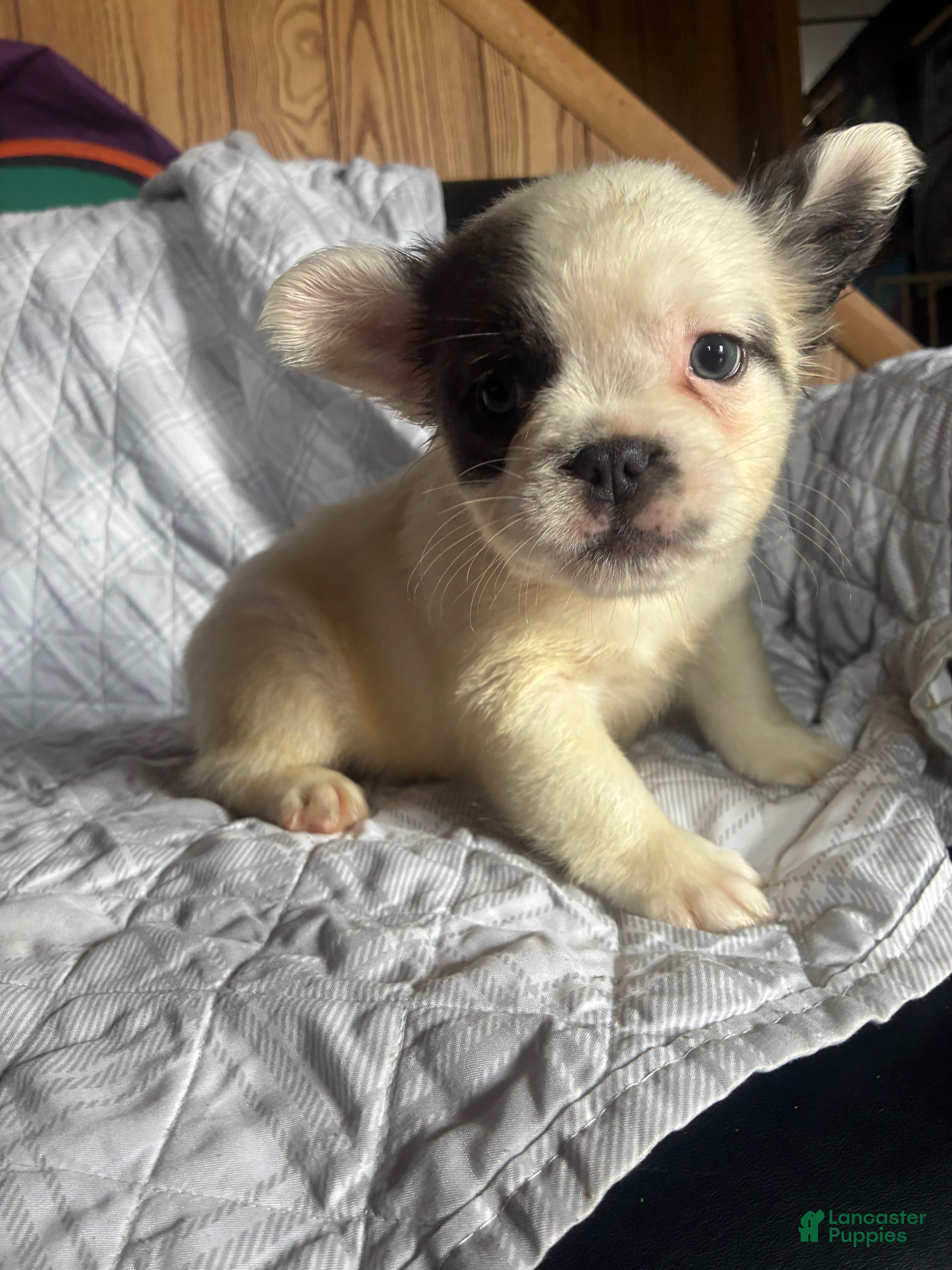French Bulldog dogs French Bulldog Puppy 1 (fluffy) - Ad 2