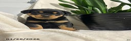 Rottweiler dogs for sale: Lucy - Ad 3