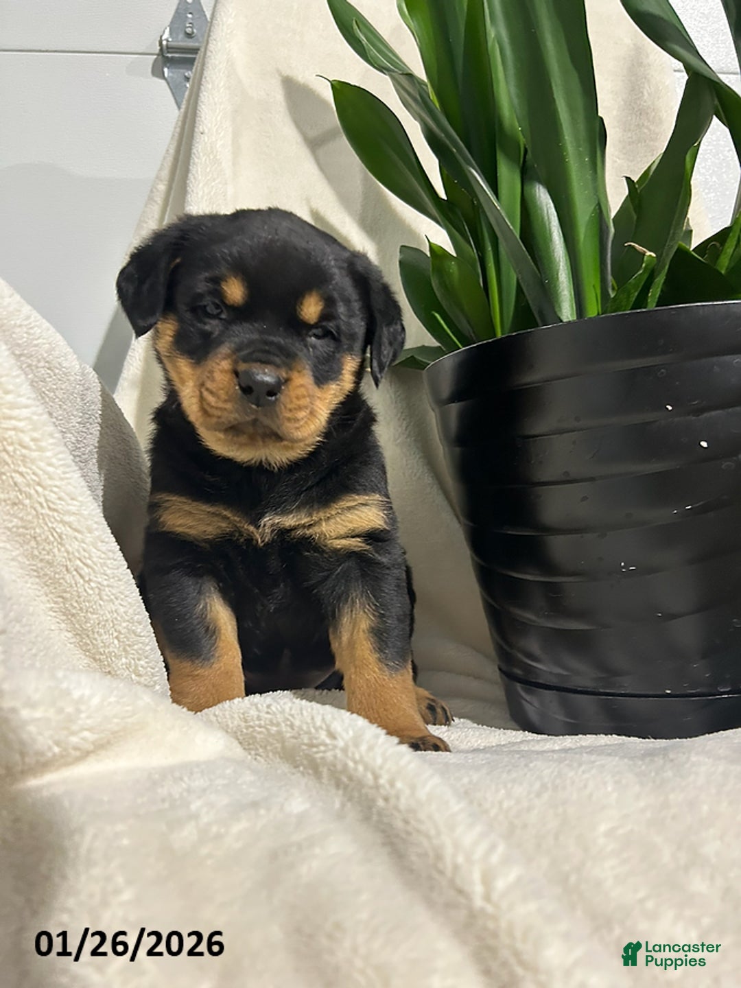 Rottweiler dogs for sale: Lucy - Ad 3