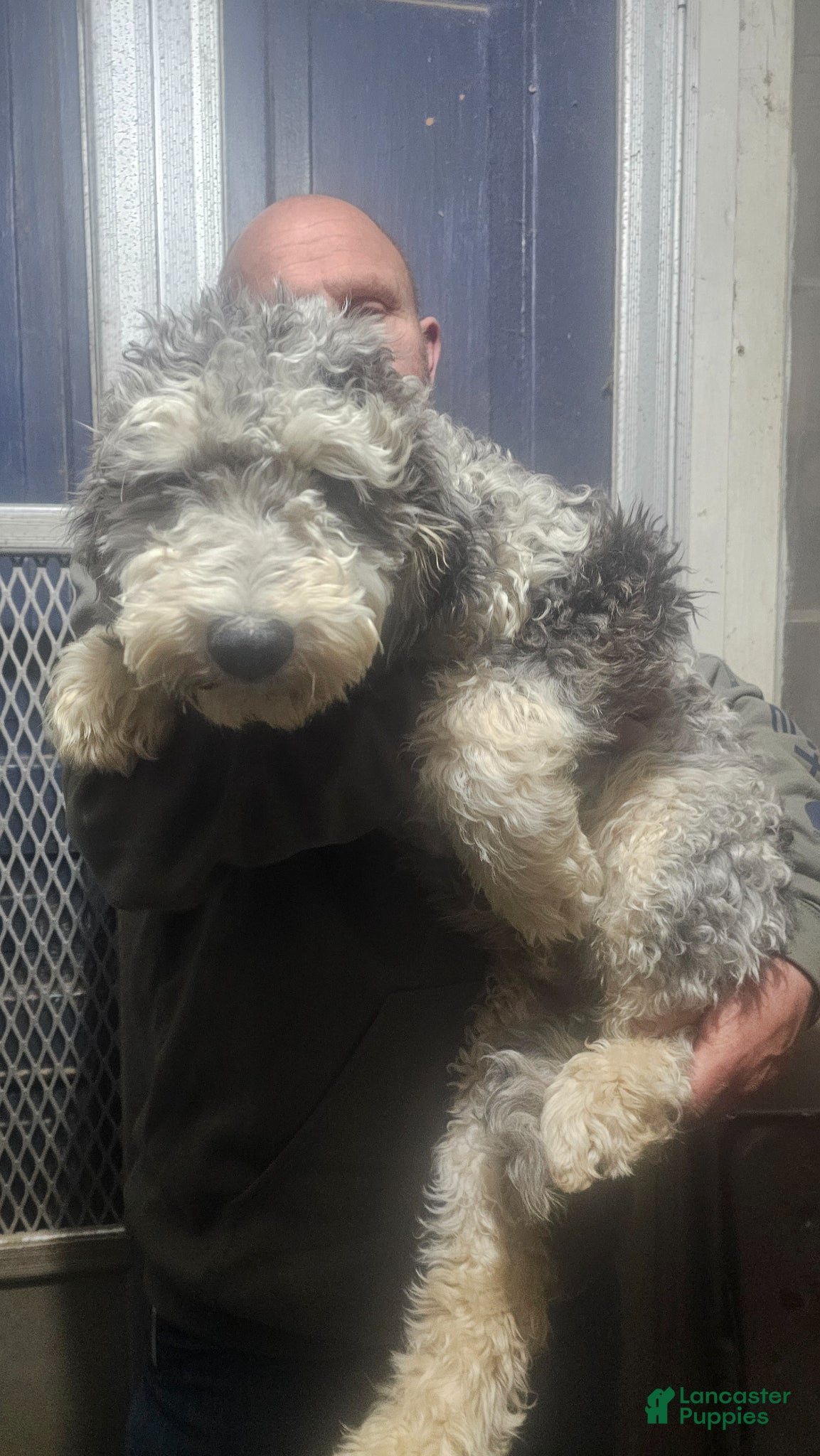 Sheepadoodle dogs Snickers - Ad 34