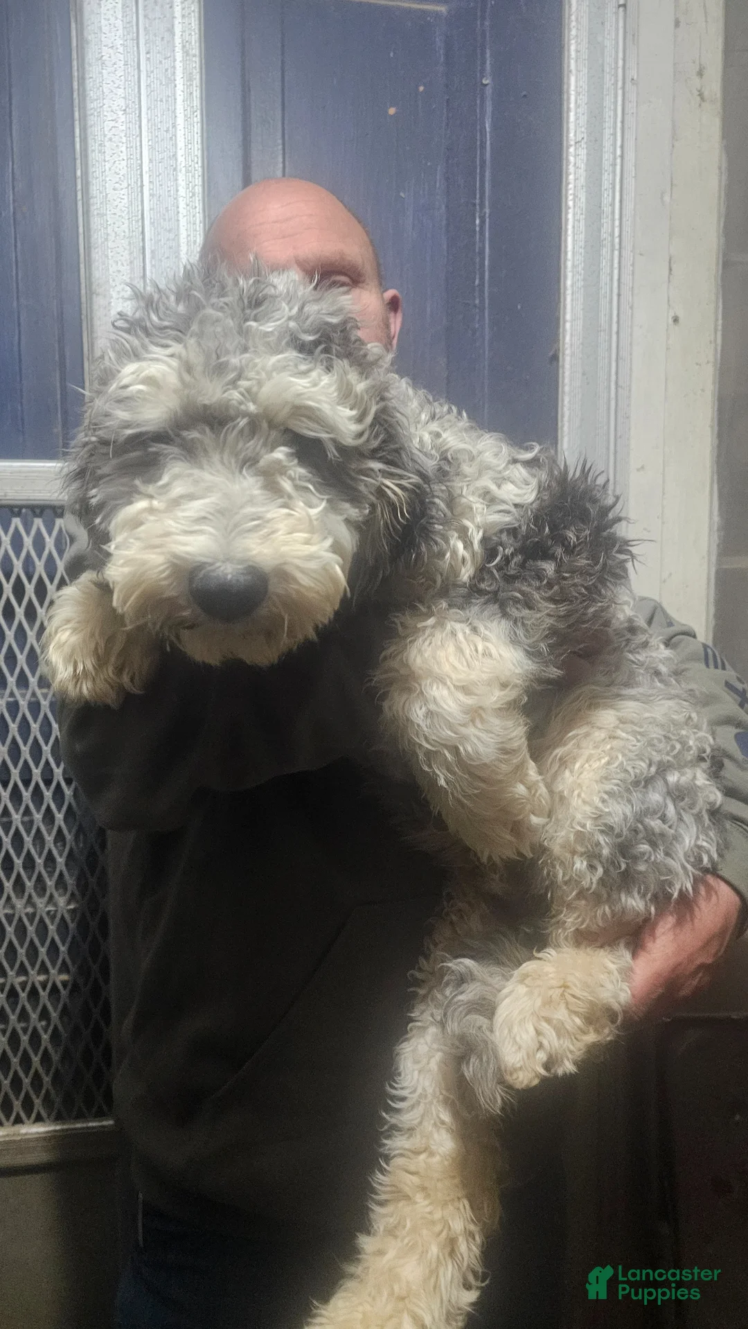 Sheepadoodle dogs for sale: Blue collar boy Sheepadoodle  - Ad 1