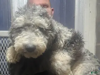 Sheepadoodle dogs Snickers - Ad 17