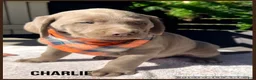 Labrador Retriever dogs for sale: Charlie - Ad 1
