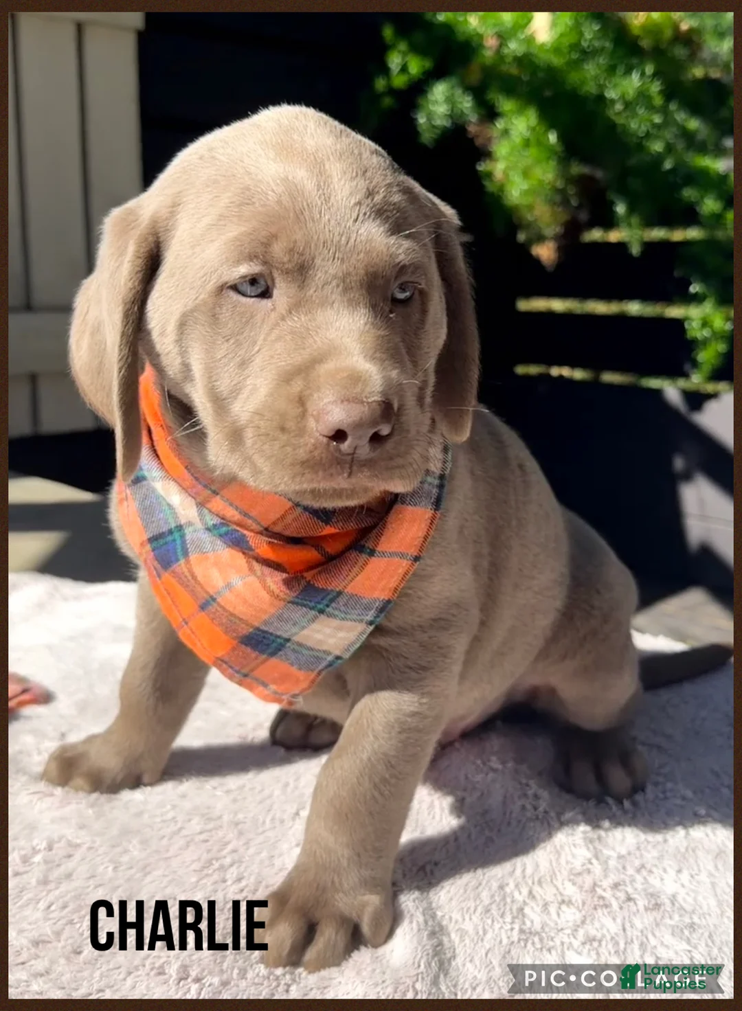 Labrador Retriever dogs for sale: Charlie - Ad 1