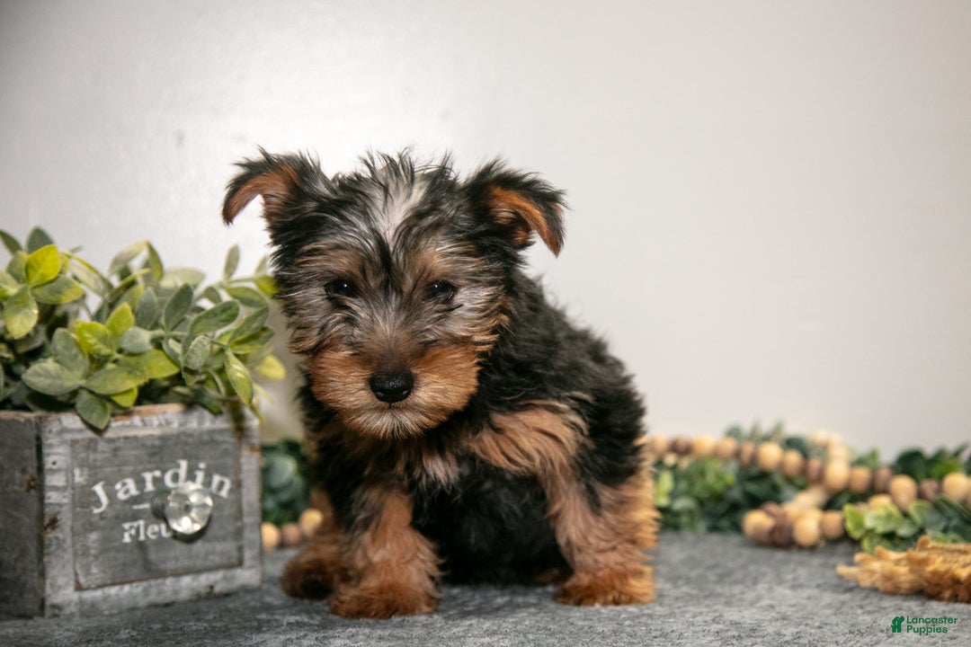 Yorkshire Terrier dogs for sale: Andy - Ad 3
