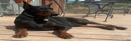 Doberman Pinscher dogs for sale: Rocket  - Ad 3