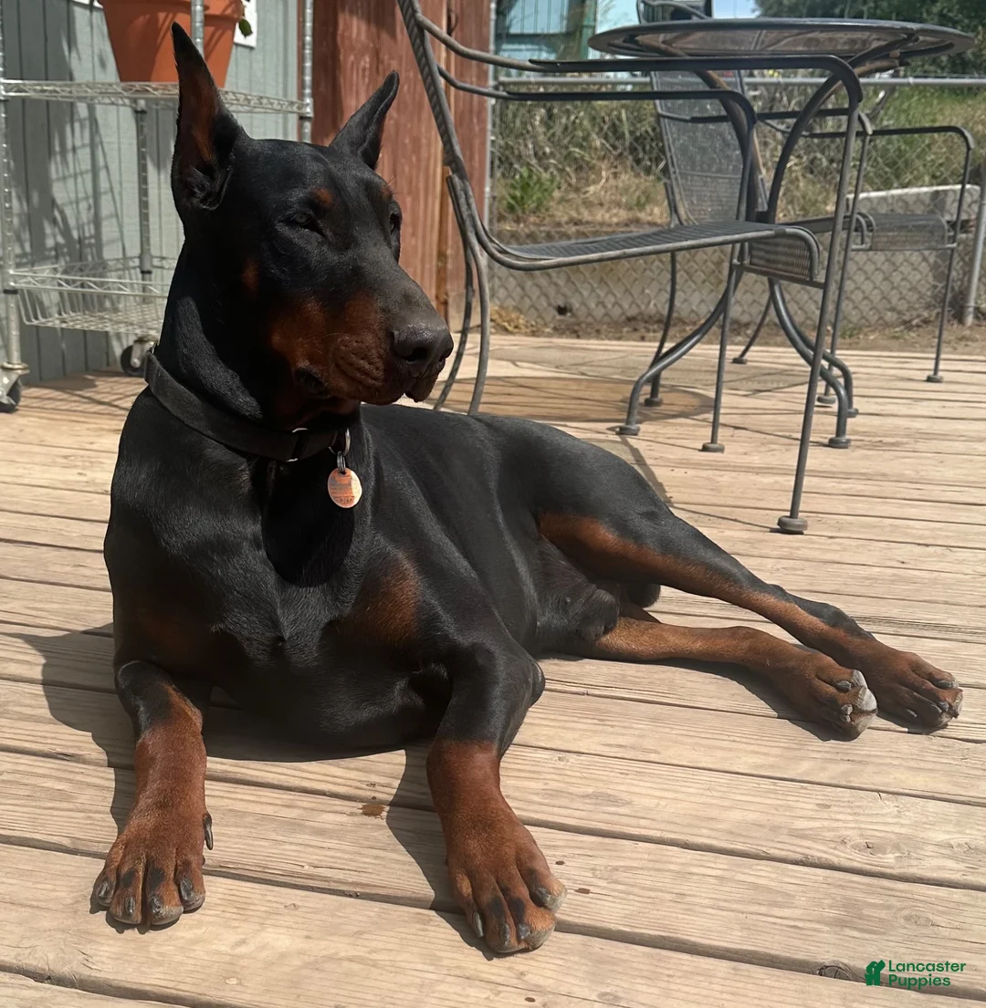 Doberman Pinscher dogs for sale: Rocket  - Ad 3