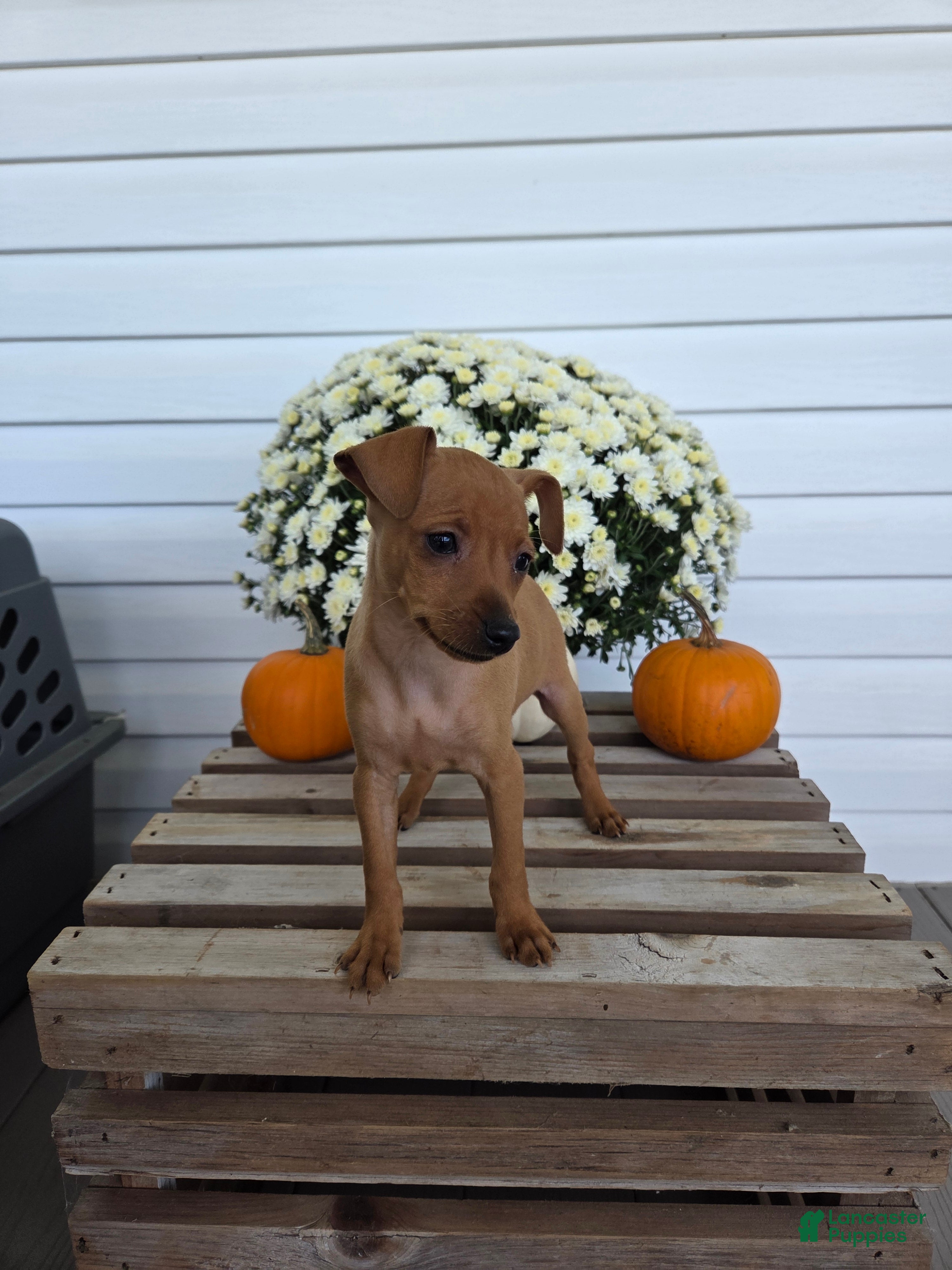 Miniature Pinscher dogs Lucy - Ad 1