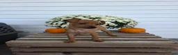Miniature Pinscher dogs for sale: Lucy - Ad 1