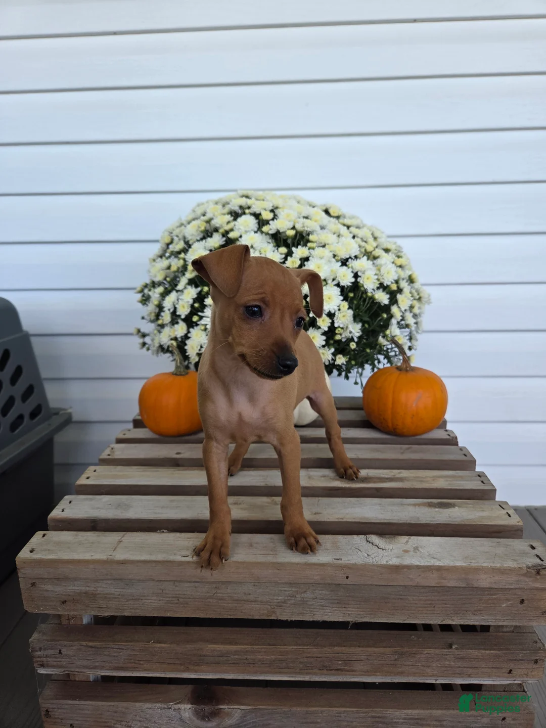 Miniature Pinscher dogs for sale: Lucy - Ad 1
