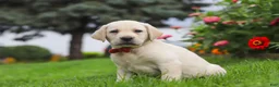 Labrador Retriever dogs for sale: Bobby - Ad 4