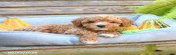 Cavapoo dogs for sale: Wellington - Ad 4