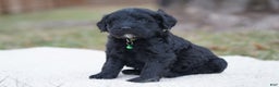 Portuguese Water Dog dogs for sale: Milton  - Ad 3