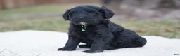 Portuguese Water Dog dogs for sale: Sofi  - Ad 9