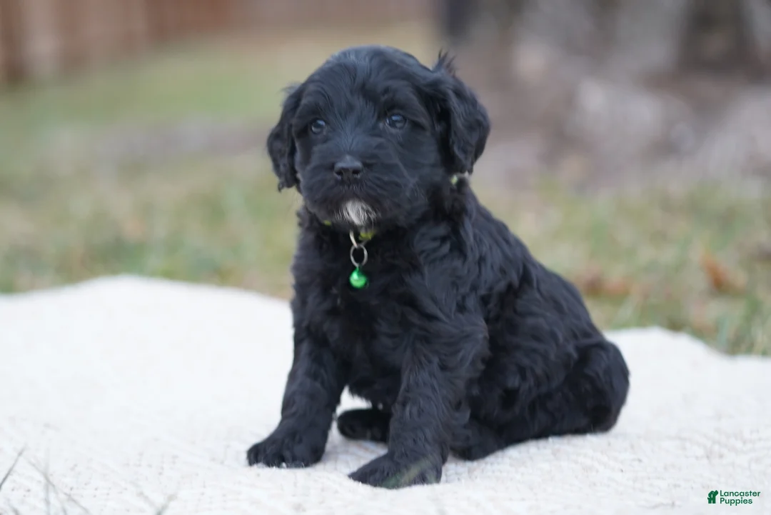 Portuguese Water Dog dogs for sale: Sofi  - Ad 9