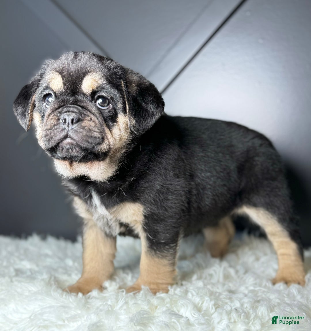 Mixed Breed dogs for sale: Hazel  - Ad 6