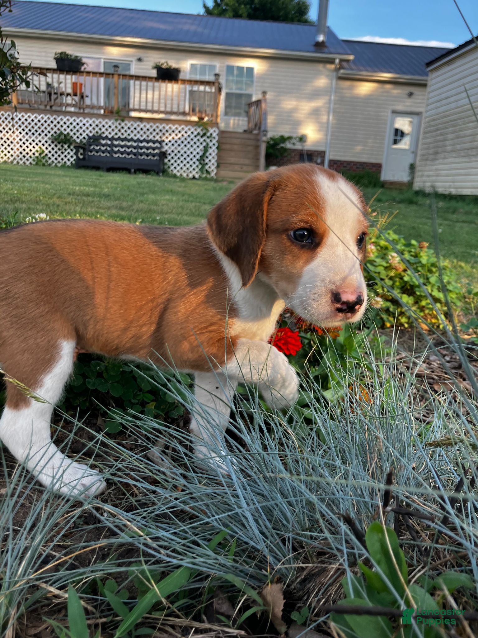 Mixed Breed dogs Rusty - Ad 39