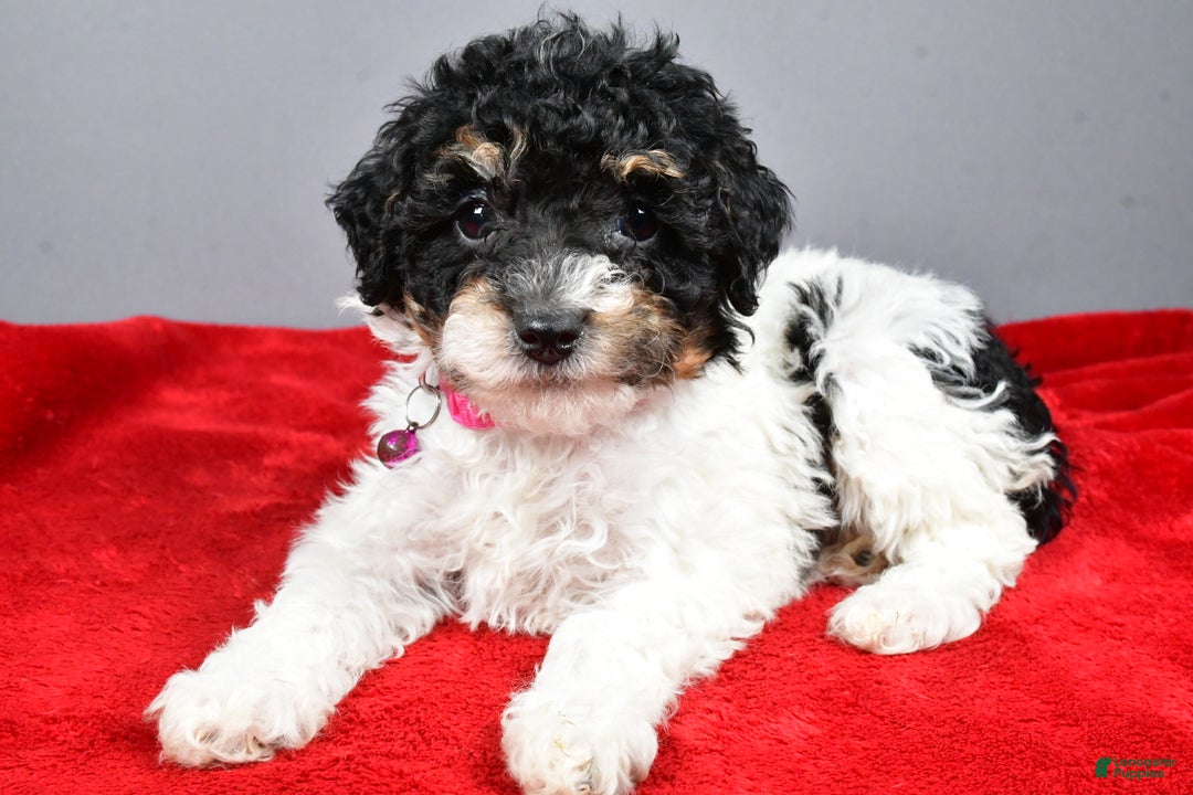 Miniature Poodle dogs for sale: Allison - Ad 5