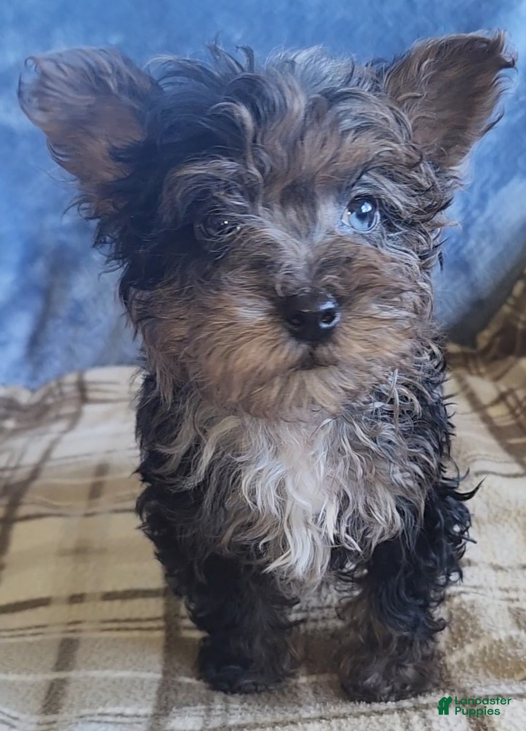 Yorkiepoo dogs for sale: Paul - Ad 3