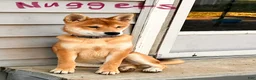 Shiba Inu dogs for sale: Nuggett - Ad 2