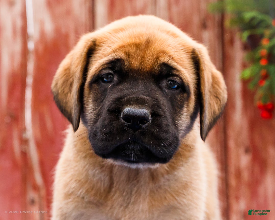 English Mastiff dogs for sale: Mr Putter - Ad 2