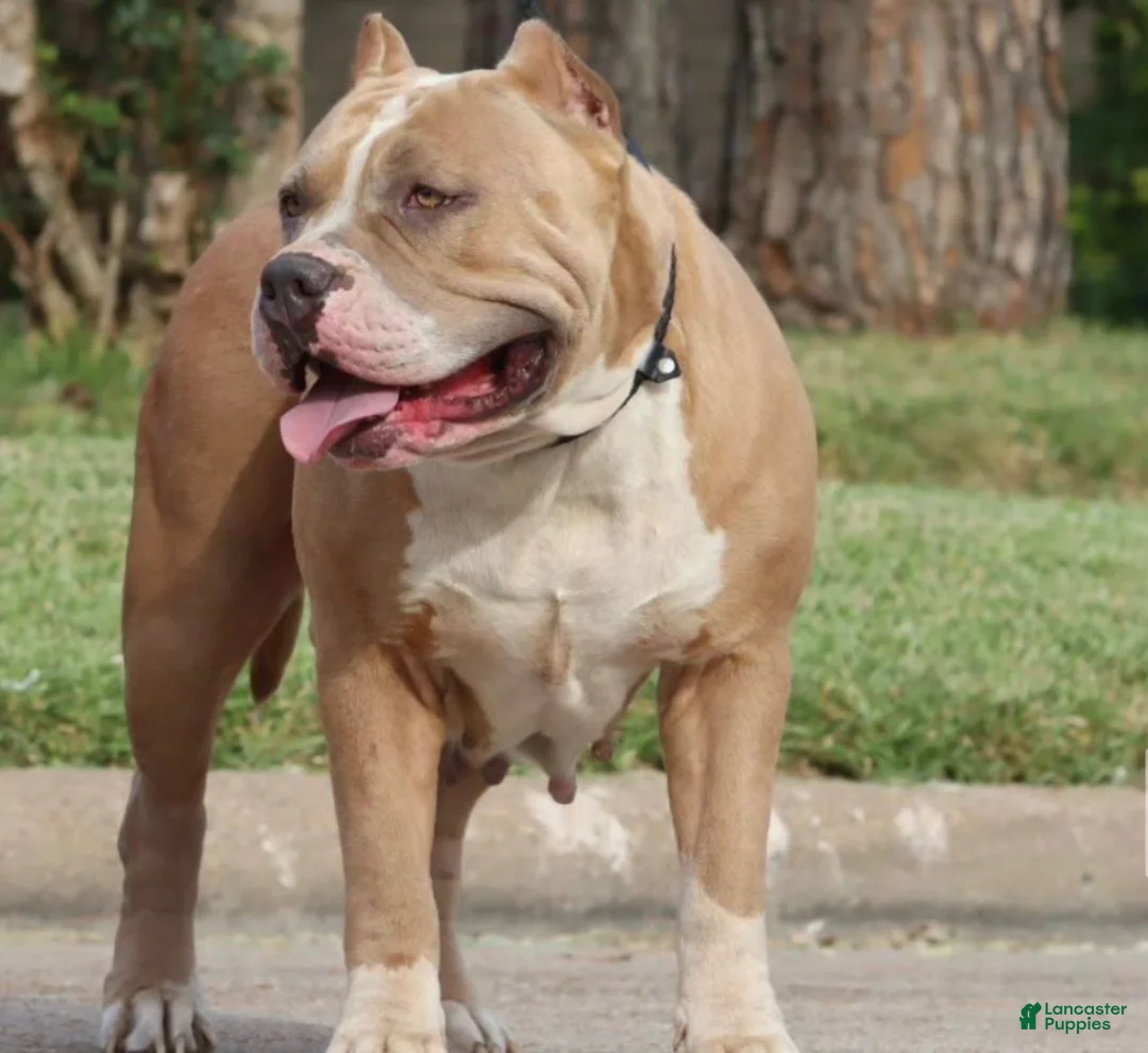 American Bully dogs for sale: American Bully Puppy 2 - Ad 3