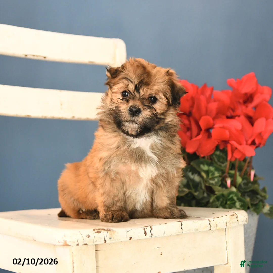 Havanese dogs for sale: Princess - Ad 2