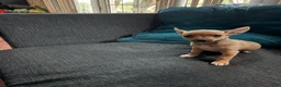 Chihuahua dogs for sale: Tiny scout  - Ad 2