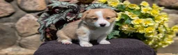 Welsh Corgi Pembroke dogs for sale: Nadia - Ad 3