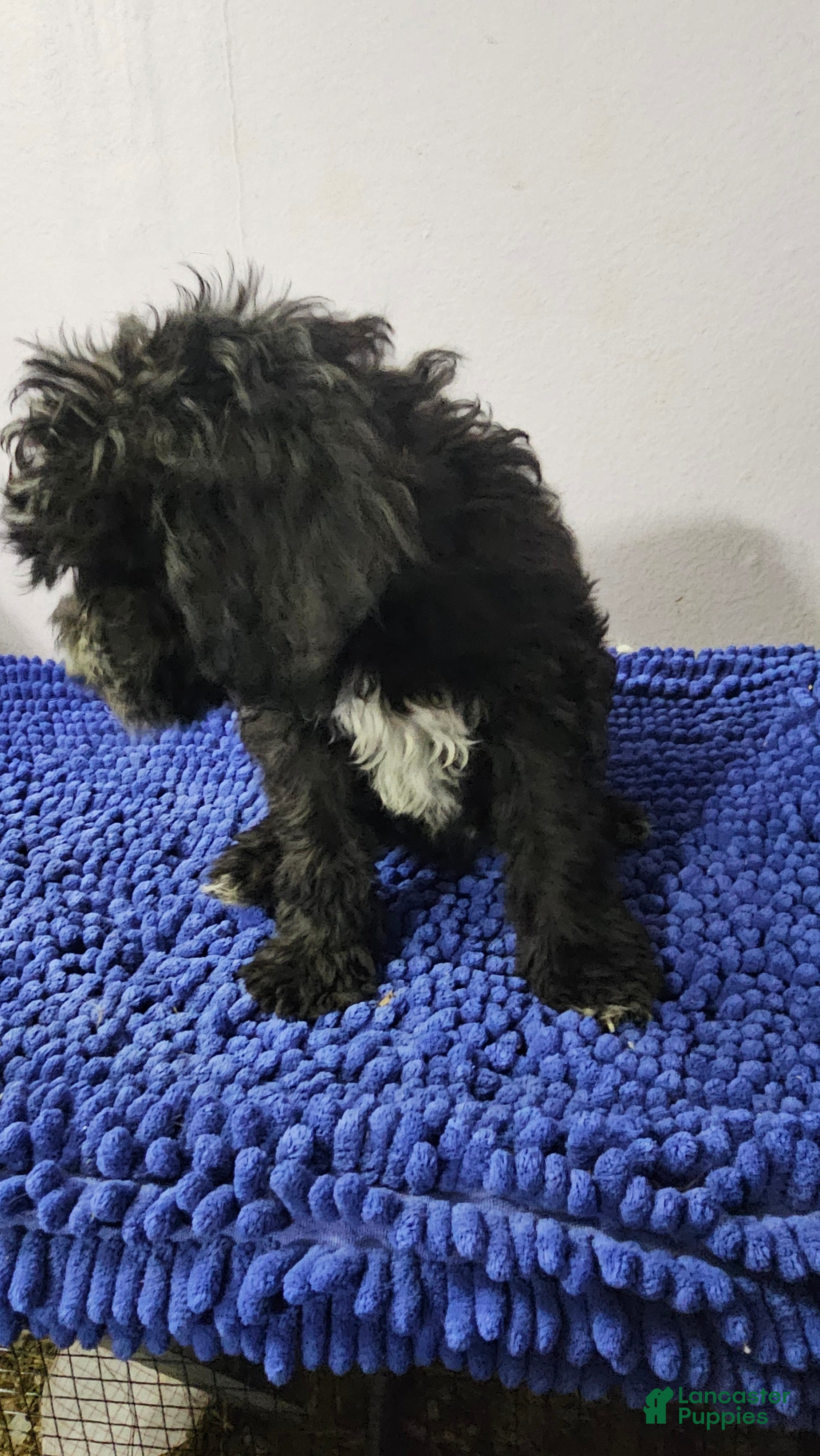 Sheepadoodle dogs Orange collar boy Sheepadoodle  - Ad 21