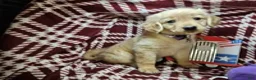 Golden Retriever dogs for sale: Betsy Blue (F) - Ad 3