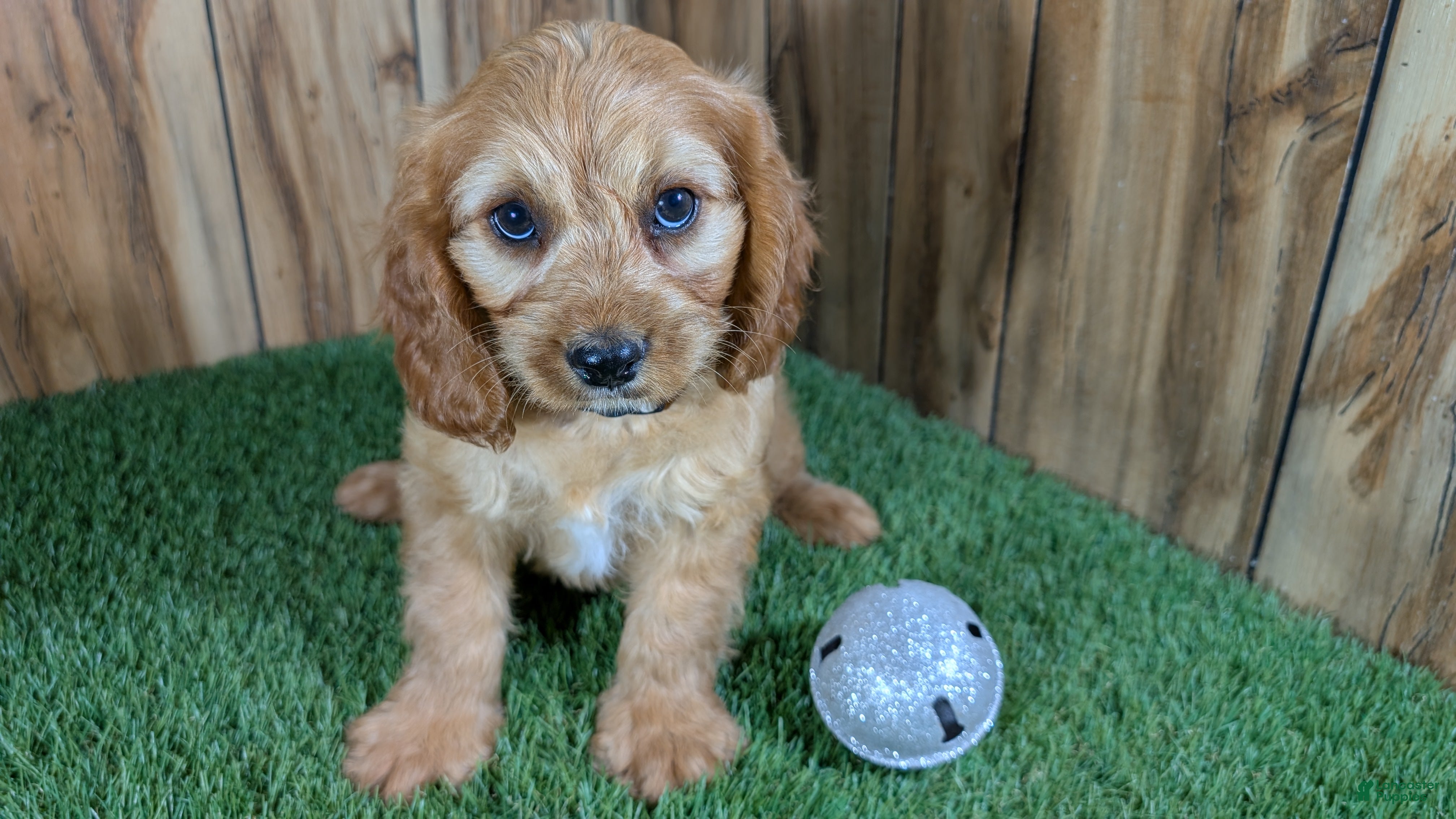 Cavapoo dogs Jazzy Boy 3 - Ad 2