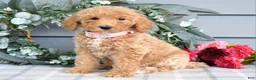 Goldendoodle dogs for sale: Fargo - Ad 5