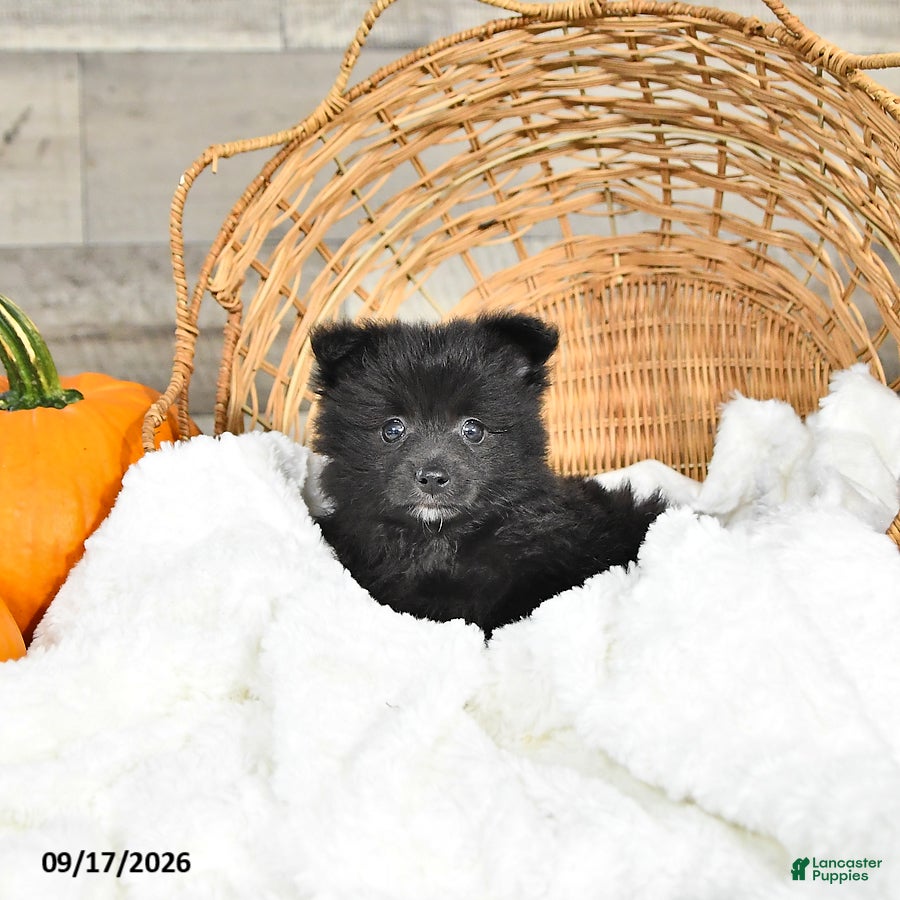 Pomeranian dogs Natalie - Ad 2