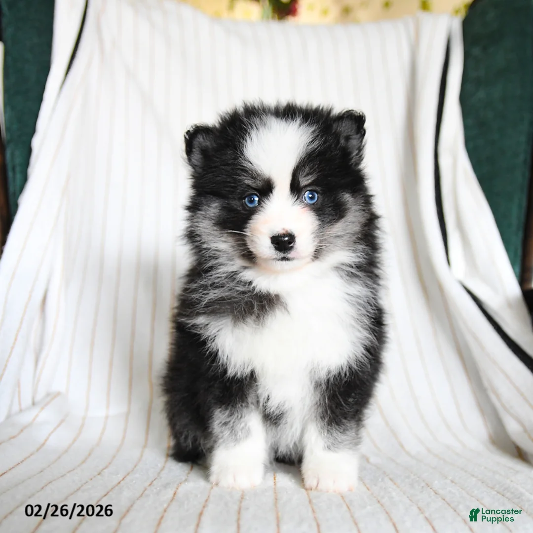 Pomsky dogs for sale: Pixie - Ad 1
