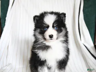 Pomsky dogs for sale: Pixie - Ad 1