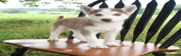 Siberian Husky dogs for sale: Sierra - Ad 4