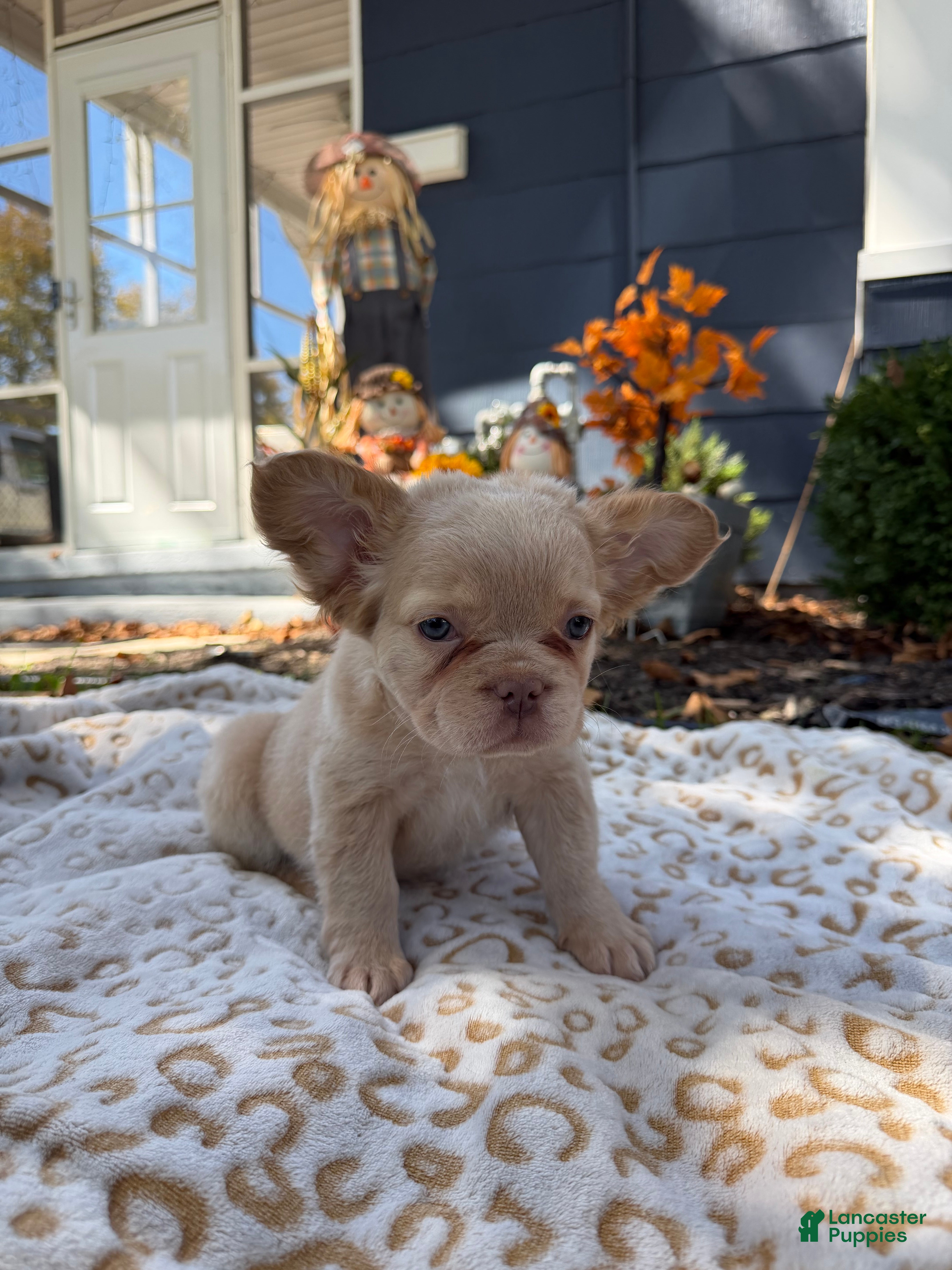 French Bulldog dogs Beefy - Ad 6