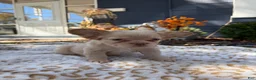 French Bulldog dogs for sale: Beefy - Ad 1