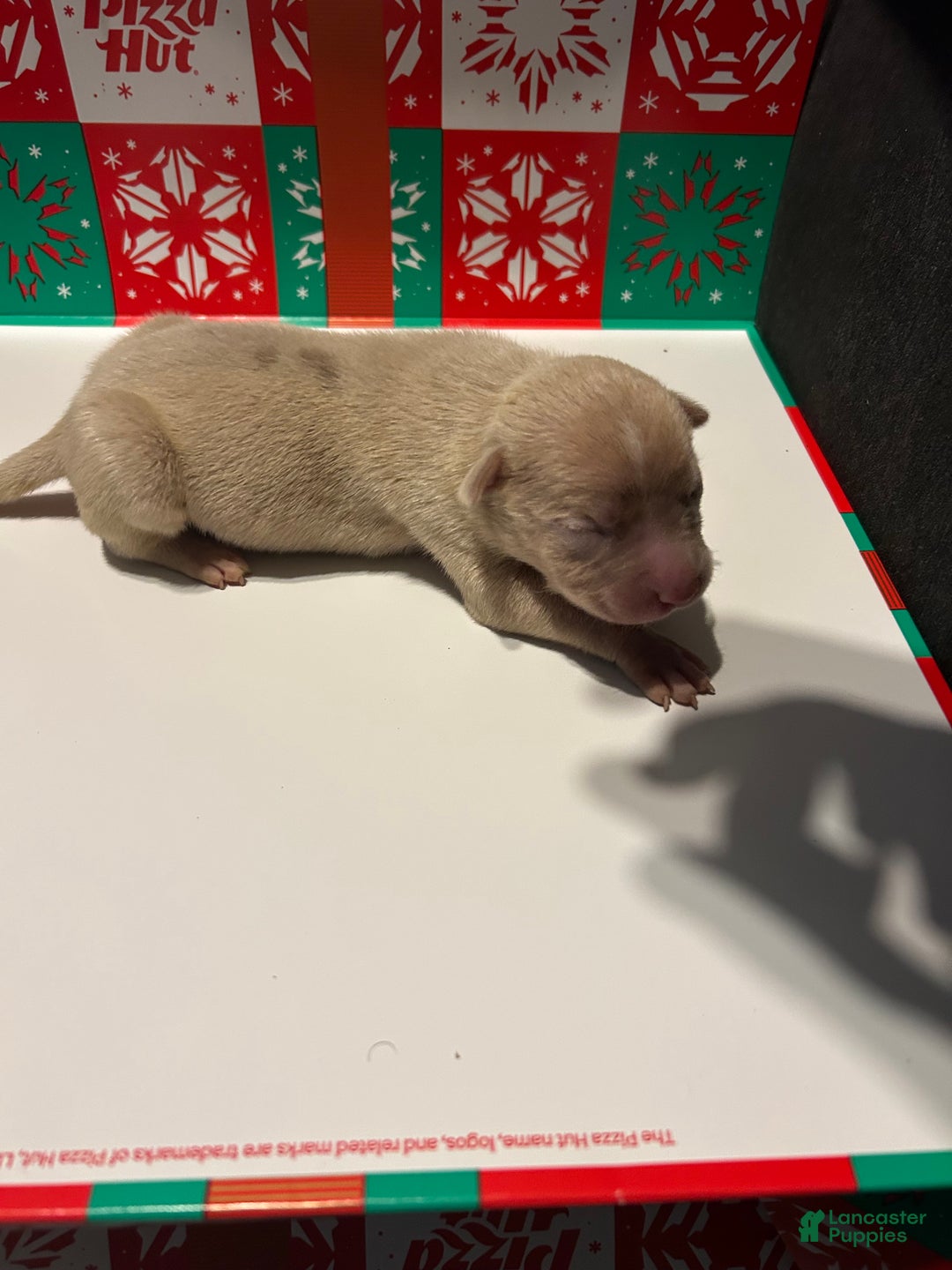American Bully dogs for sale: American Bully Puppy 6 - Ad 1