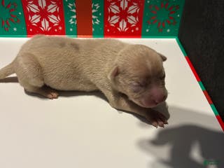 American Bully dogs American Bully Puppy 6 - Ad 4